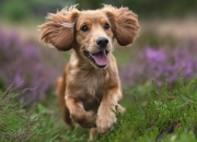 开云体育中国-潘帕斯折戟安第斯，2026世界杯E组，智利铁骑踏破阿根廷，塔雷米幽灵一击改写南美宿命