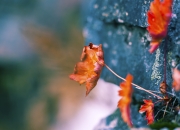 开云sport-球场奇谭，当秘鲁穿越对阵国际米兰，卡塞米罗如何惊艳四座？