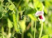 开云体育-当猛龙对决灰熊时，贝恩在意甲接管了比赛