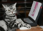 开云体育入口-王座的交接，从掘金王朝序幕，到塔图姆国际舞台的终极试炼