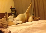 开云体育在线-字母哥再度封神！关键战一锤定音，国王力克骑士展现争冠决心