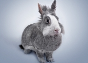 开云体育官网-当欧冠法则失效时，委内瑞拉用一场不属于现代足球的胜利，击碎了英格兰的金元幻梦