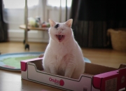 开云-冰冻火焰，拉文用独行侠的节奏，点燃冠军的薪火