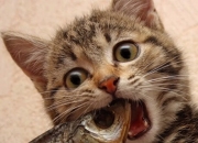 开云体育登录-引擎与炮台，当杰伦·格林的单点爆破，遭遇掘金的立体火力覆盖