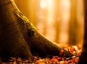 开云下载-数据归位，塔图姆二万分夜见证上海压哨穿越