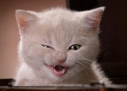 开云平台-铁幕与三后卫，当巴斯托尼成为那不勒斯主义的终结者