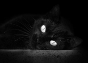 开云平台-当巨星云集的舞台陷入寂静，蒂亚戈如何用错误踢出唯一的王道