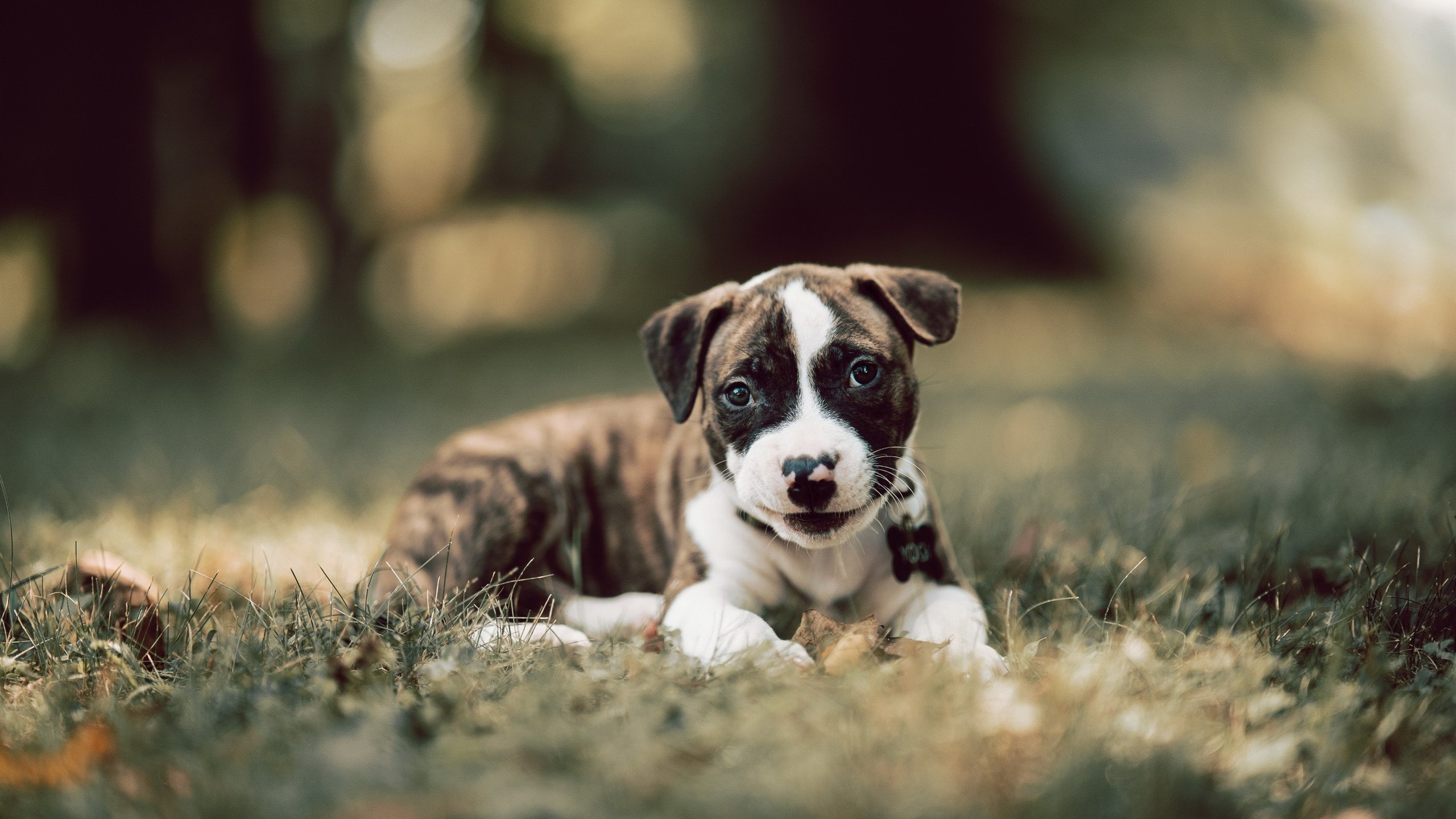 城门与尖刀,当卡塞米罗筑起叹息之墙,英格兰刺出最后一剑