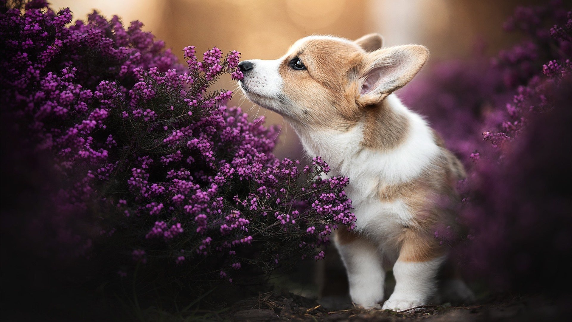 鏖战突尼斯!加克波主宰全局,获评最佳球员毫无悬念