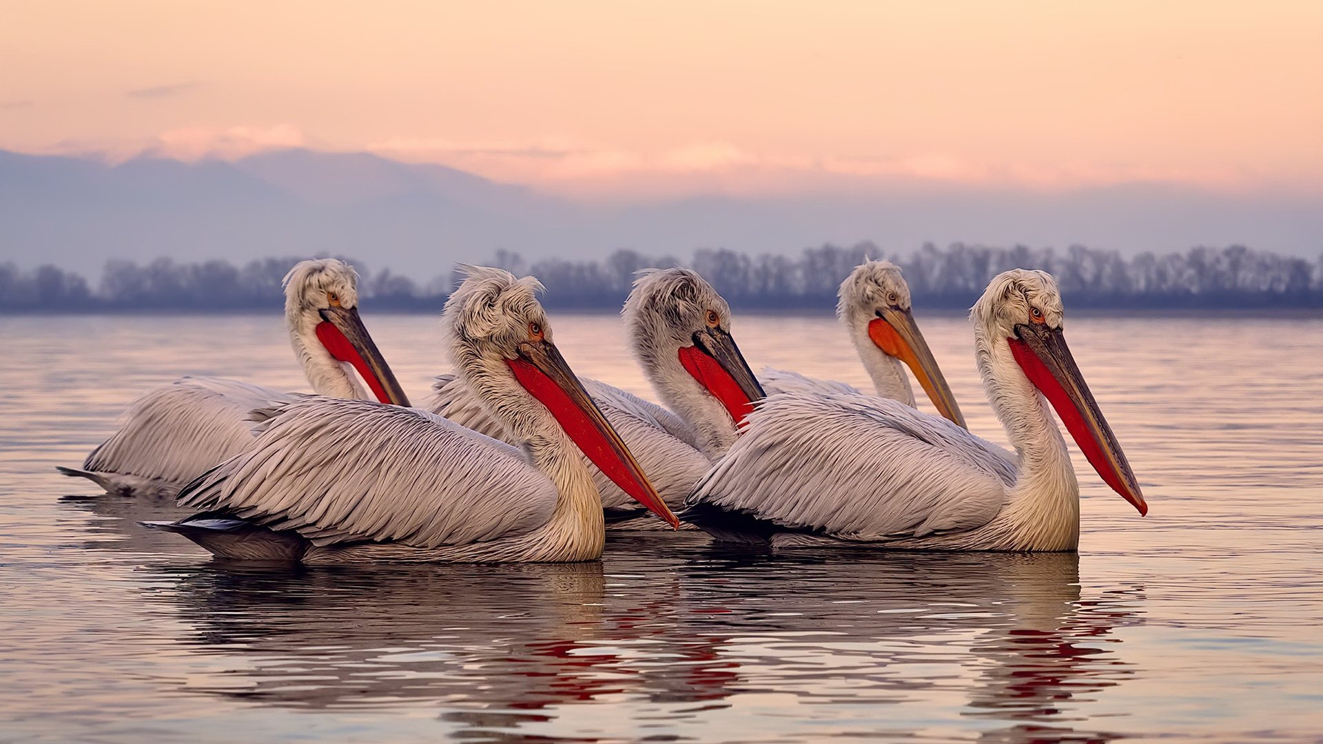 格纳布里一锤定音！友谊赛变角斗场，葡萄牙致命一击那不勒斯
