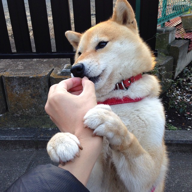 西班牙不屈魂,皇家社会逆转法兰西巨人,德布劳内绽放冷静光芒