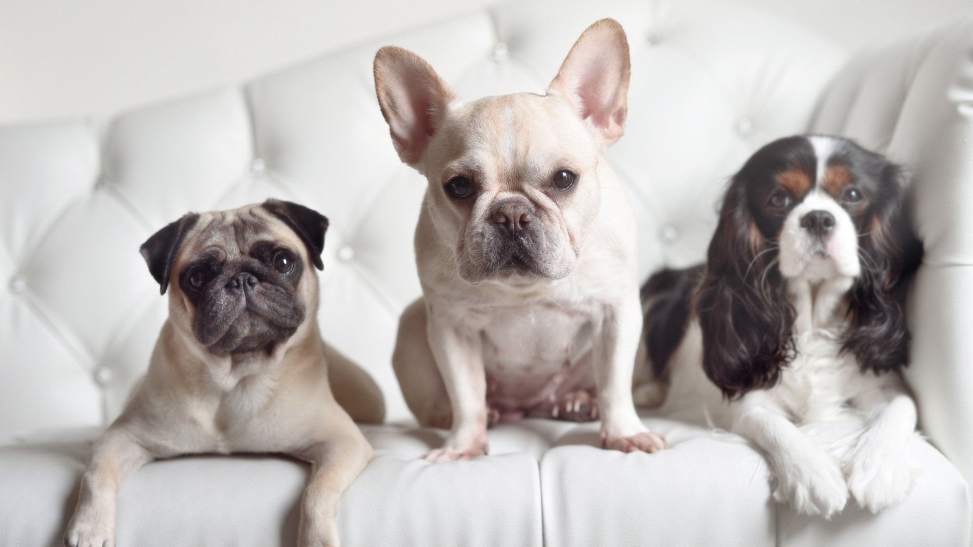 当铁锤遇见魔术师,英超之夜与哈登法则的对抗启示录