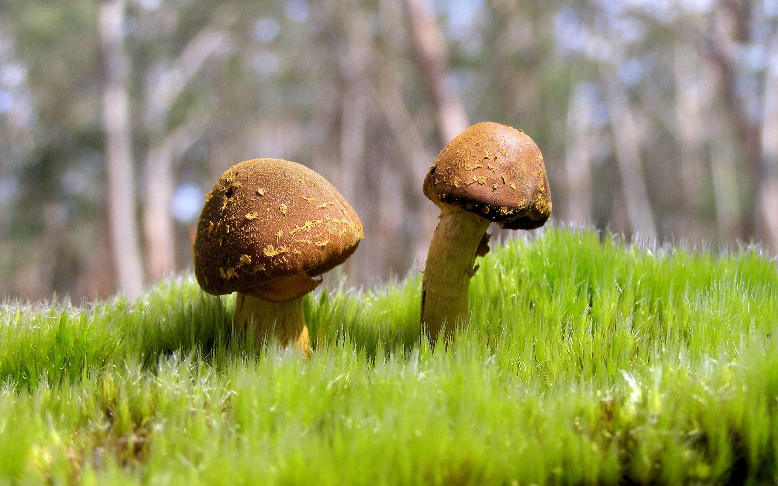 一剑西来破寒冰，石破天惊定乾坤—德罗赞封喉一射，开拓者逆风擒马刺