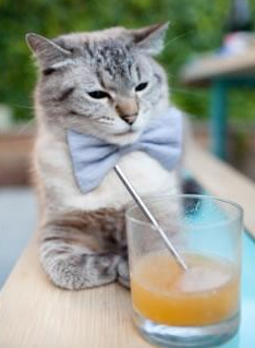 恩佐纪元,当蓝白风暴席卷美加墨—记罗马淘汰赛制下的卡塔尔神话