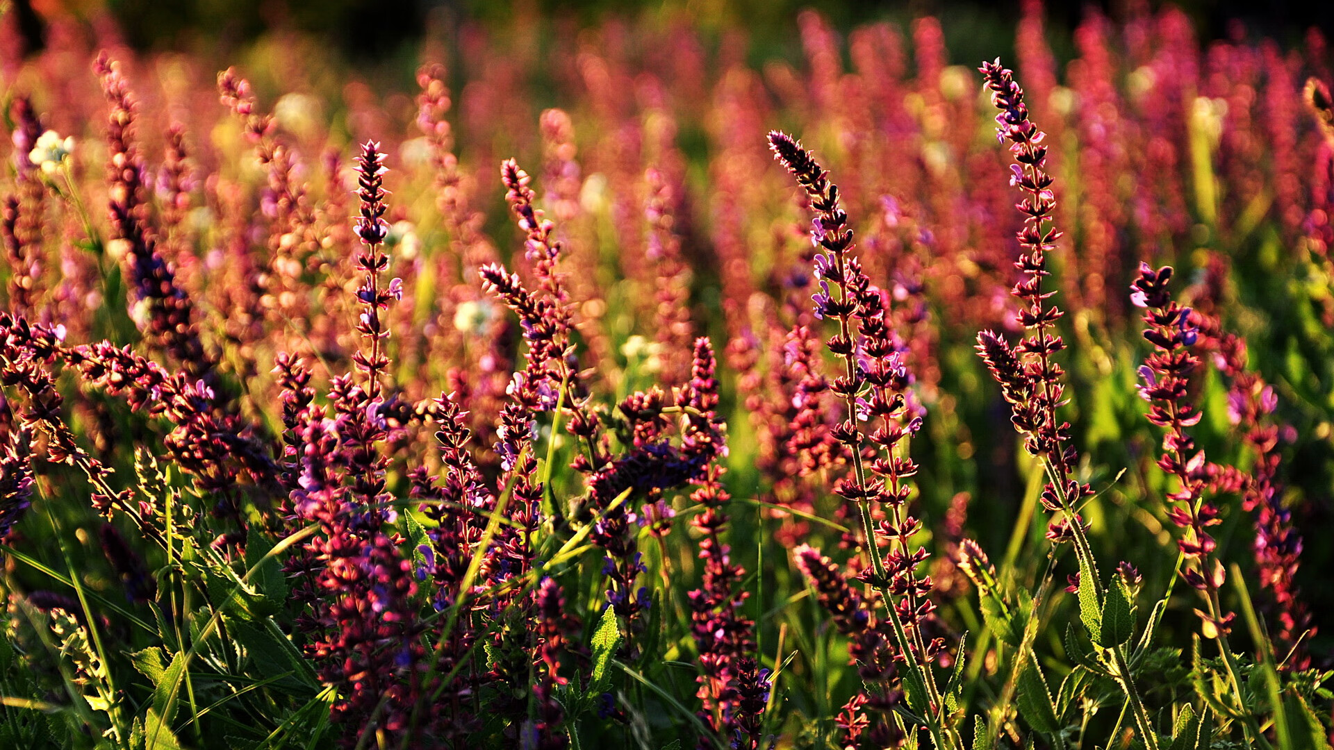 重返圣安东尼奥,唯有这一个名字,值得全军礼敬