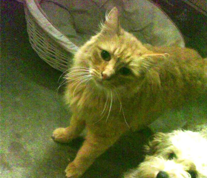 冰与火的交响,极地风暴席卷莱比锡,冷面将军主宰国家德比