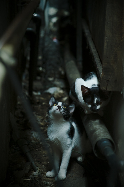 冰原与沙漠，当伦纳德的法则刺穿两种时间