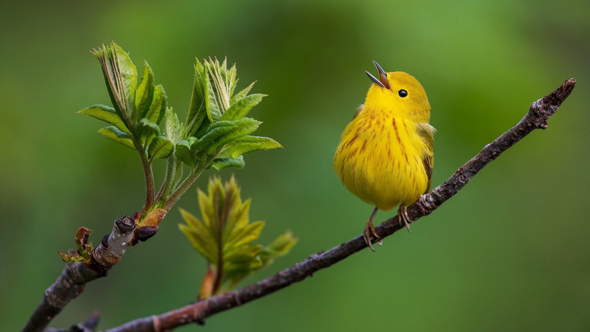 当欧冠法则失效时,委内瑞拉用一场不属于现代足球的胜利,击碎了英格兰的金元幻梦