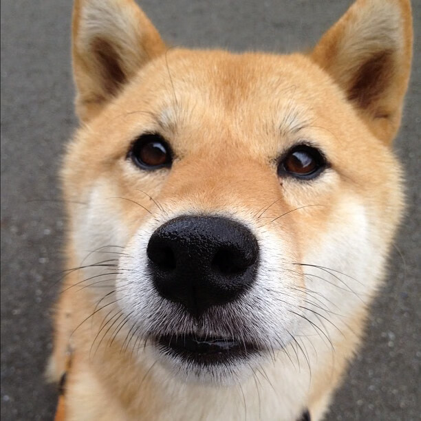 唯一性，当厄瓜多尔遇上利物浦—莱奥如何主宰不可复制的比赛走向