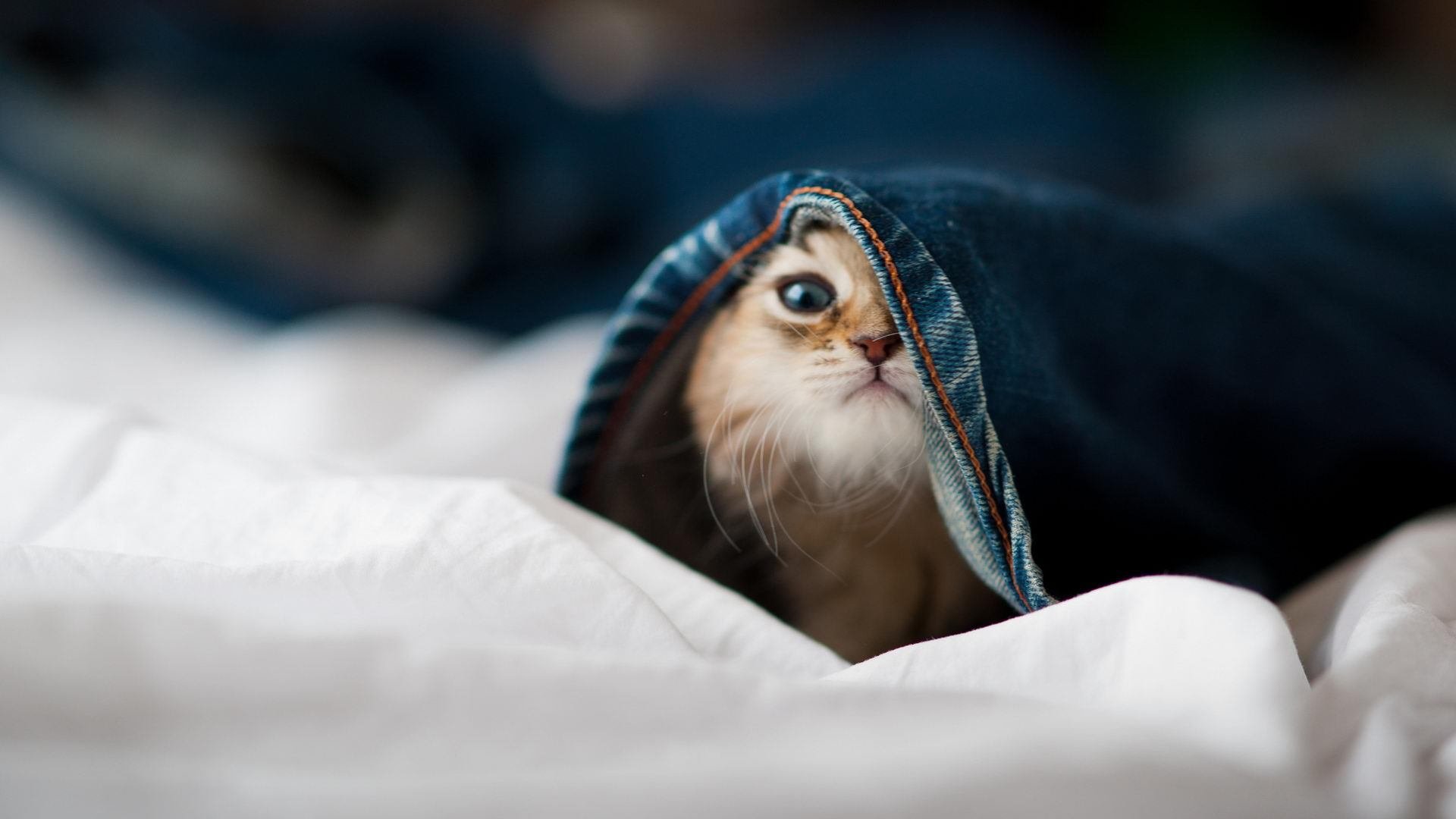 利刃与绸缎，三笘薰的锋刃与厄瓜多尔的穿透艺术