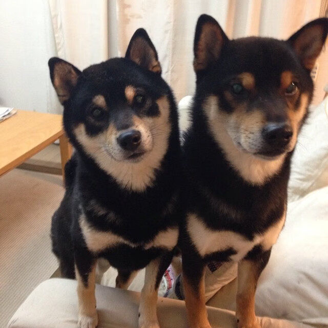 唯一维度,当深圳队撕裂猛龙的多重宇宙