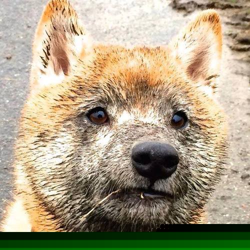 隔空对决，当老鹰的羽翼掠过CBA，拉梅洛的魔法点亮世界杯—体育宇宙中永不熄灭的竞技之火