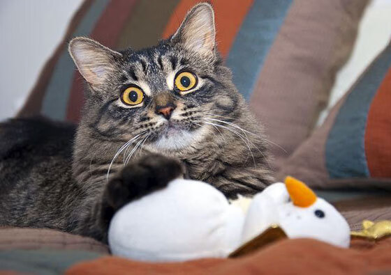 沪上弦音，休城惊雷—朱·霍勒迪的节奏赋格曲