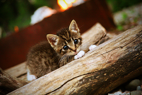 当希腊战术终结南美野性，2026，格纳布里接管之夜