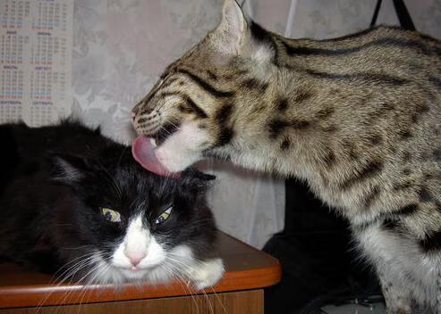 撕裂时空的篮球宇宙，当广东制霸快船，拉文接管世界杯