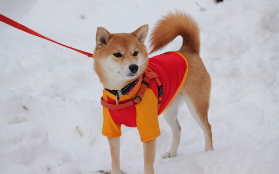 跨越联盟的辉映，勇士血脉如何在广东之役淬火成金