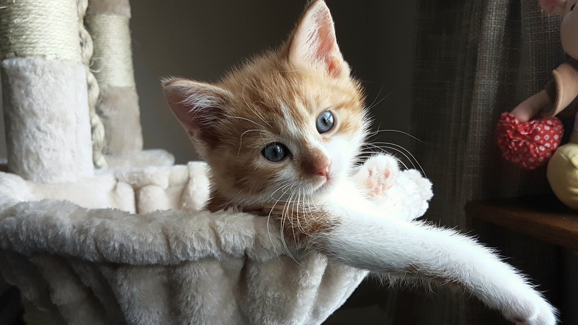 篮球热土上的足球闪电，当NBA季后赛遇见比利时打穿塞维利亚