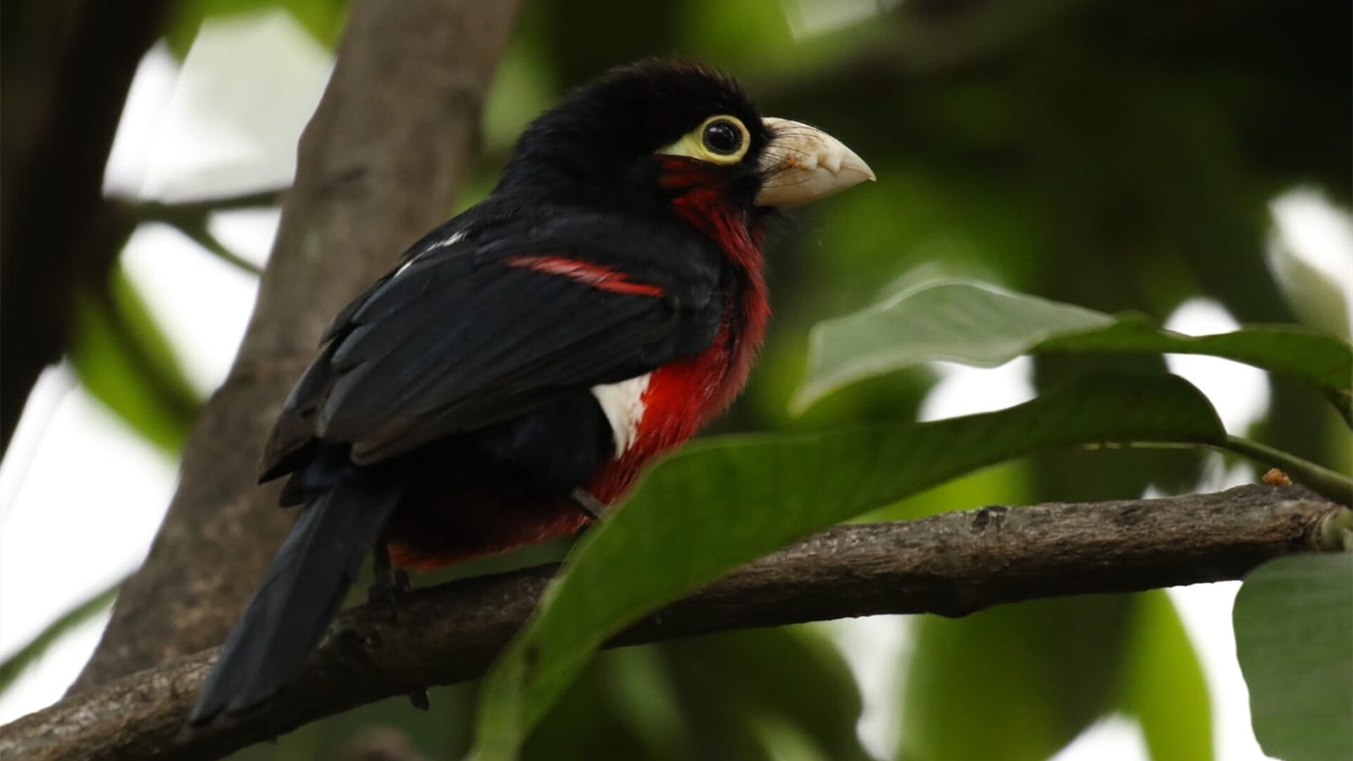 奥斯梅恩制胜一击闪耀赛场，阿森纳火力全开碾压摩纳哥—欧洲足坛的双重胜利之夜