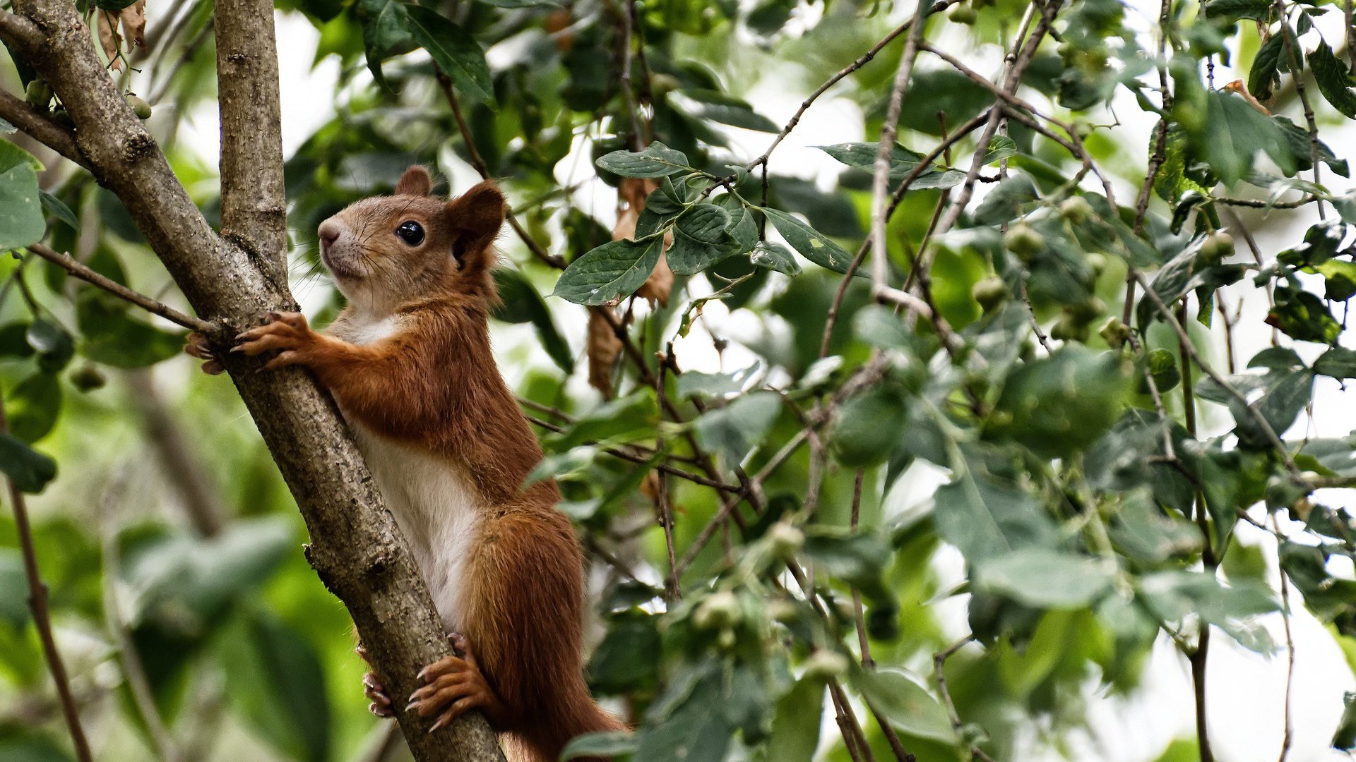 维京战吼响彻老特拉福德，冰岛班底强势注入，久保建英成为曼联新生关键先生