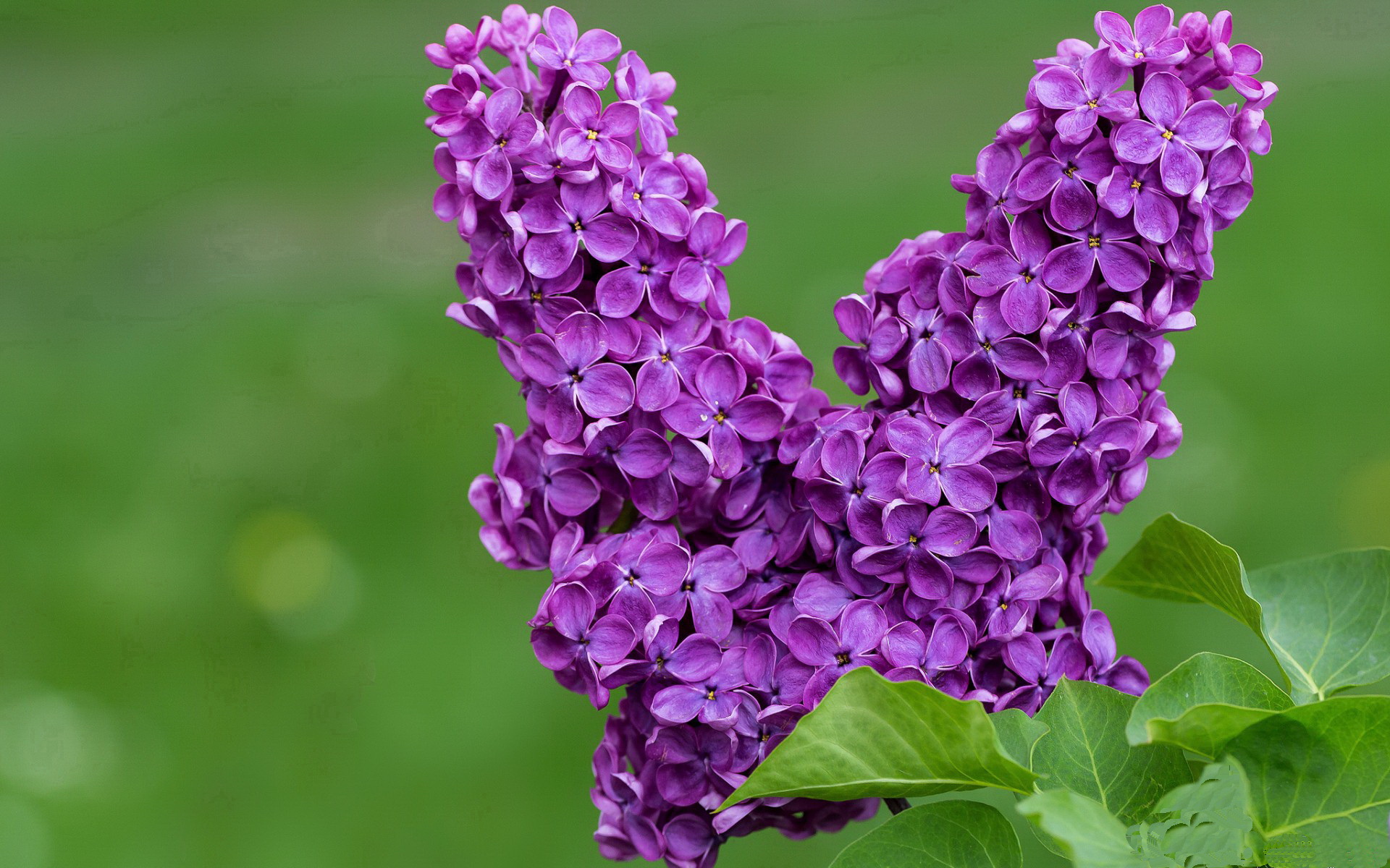 双重引擎，F1新赛季揭幕战与新疆队拿下国王背后的共振之道